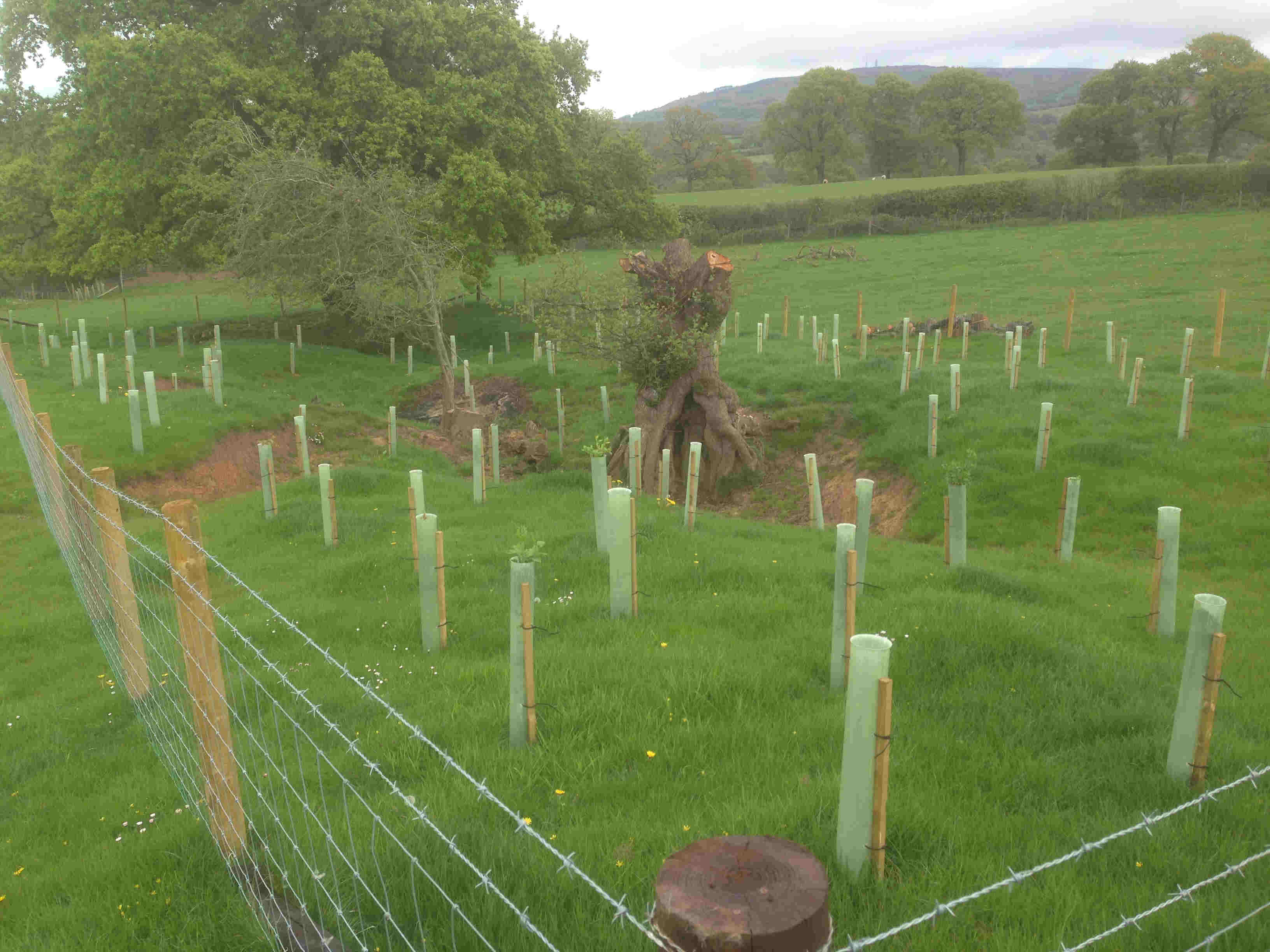 flow interception planting