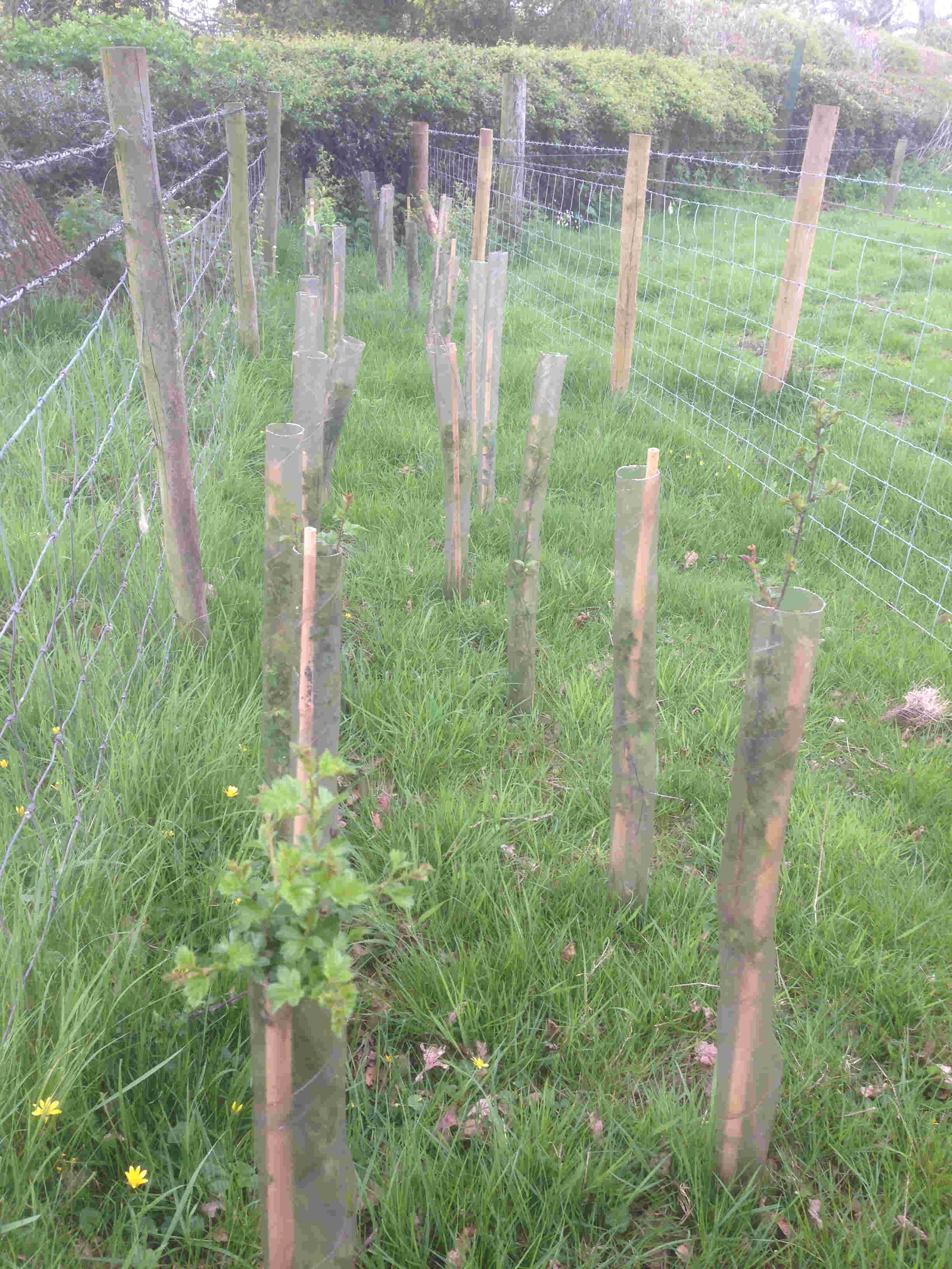 Woodland Trust
