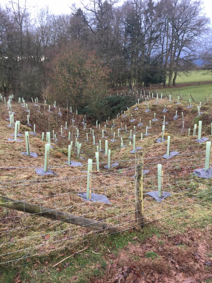 trees in dingle